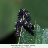 vanessa cardui pyatigorsk larva3